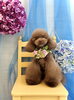 もっちーちゃん「わんこと紫陽花」