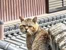 猫に困ったらご相談を、サポートさせていただきます(活動地域は主に奈良県中南部、それ以外もご相談下さい