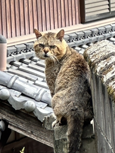 「猫に困ったらご相談を、サポートさせていただきます(活動地域は主に奈良県中南部、それ以外もご相談下さい」
