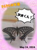 「アオくんがちょうちょに変身🦋‪𓂃 𓈒𓏸」