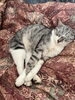 ねこ「〜猫の寝相〜」