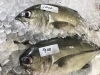 「魚魚市場鮮魚コーナーおすすめは「ギンガメアジ」です♪」