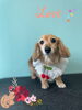 「Dog salon mofu mofu 余市町」