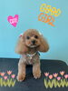 「Dog salon mofu mofu 余市町」