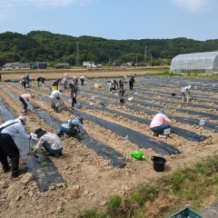 道の駅久米の里「さつまいも苗植付体験」実施‼