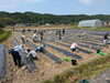 植付体験「道の駅久米の里「さつまいも苗植付体験」実施‼」
