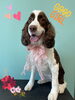 「Dog salon mofu mofu 余市町」