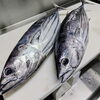 一本釣りカツオ「5月27日のお刺身」