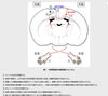 半球間抑制作用「不使用の学習」