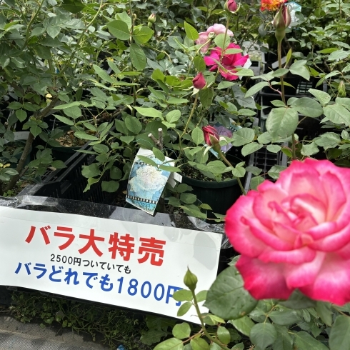「格安でバラの苗木を購入できます【福島植物園】」