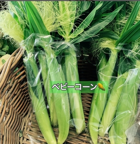 「旬野菜いろいろです！【採れたてご褒美便】」