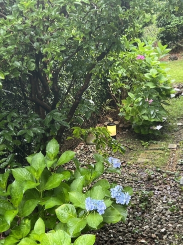 自生する紫陽花「庭を愛でながら」