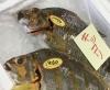 「魚魚市場鮮魚コーナーおすすめは「キッコリ」です♪」