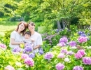 6月バラ&紫陽花撮影会【島田市、牧之原市、静岡市】