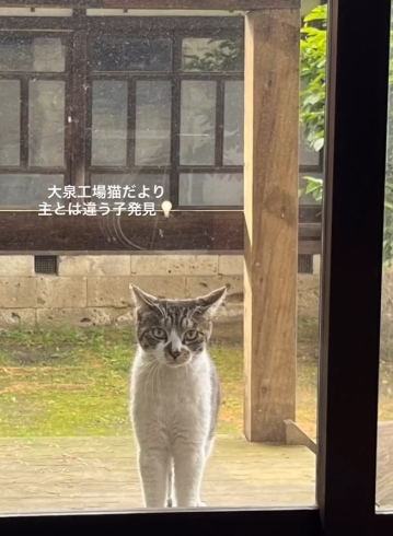 「猫のお客様🐈」