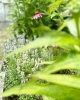 タイムとエキナセア「ハーブの花たち」