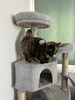  こまりちゃん「2回目のご利用 【札幌 北区 シッター 猫 catbeard キャットビヤード⠀】」