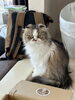そばに居てくれた ももたさん♡「ラガマフィン&スコティッシュのシッティングさせて頂きました【札幌 北区 ペットシッター catbeard キャットビヤード⠀】」