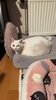 最近逃げなくなったミルクさん「5匹の猫さんのシッターさせて頂きました【札幌 北区 猫シッター catbeard キャットビヤード⠀】」