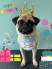 「Dog salon mofu mofu　余市町」