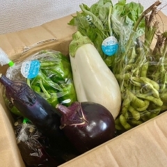 夏野菜準備始まってます！！！