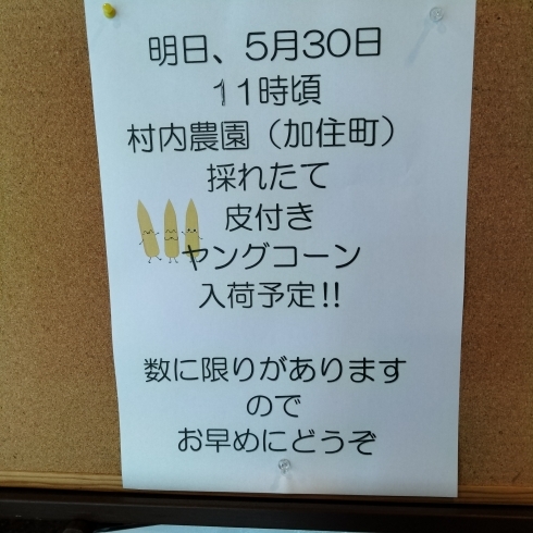 八王子産ヤングコーン「明日、5/30 ヤングコーン ＆ 原木しいたけ 入荷予定！他、野菜もあります。 八王子産　八王子産野菜　採れたて 新鮮 八王子 802SKYSHOP 八王子スカイホテル 旬の野菜 今しか食べられない」