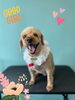 「Dog salon mofu mofu　余市町」