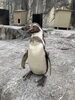 イチロー♂「見分けられるかな？」