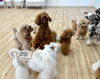 おやつ。くださいっ😋「ましゅまろ幼稚園🐾パート２」