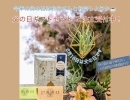長野県下諏訪町のお花のギフトショップ！エアプランツ入り父の日ギフトセットをオススメ！