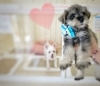 「わんわんハウスBerryさんに可愛いミニチュアシュナウザーの子犬ちゃんが‼️🐶💕」