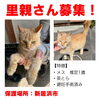 「【新居浜市】里親募集のお知らせ！」
