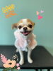 「Dog salon mofu mofu　余市町」