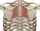 肩甲骨内側の急性の痛みに対しての施術