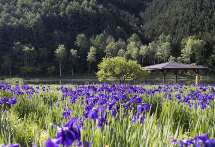 「あやめ公園池【木祖村こだまの森】」