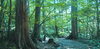 「木曽檜の成長【木曽ひのきをはじめ、サワラ、ネズコ、コウヤマキ等を取り扱っている木材店】」