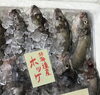 「魚魚市場鮮魚コーナーおすすめは「北海道産ホッケ」です♪」