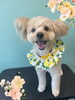 「Dog salon mofu mofu　余市町」