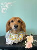 「Dog salon mofu mofu　余市町」