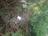 庭木にできた鳥の巣「鳥の巣の撤去」