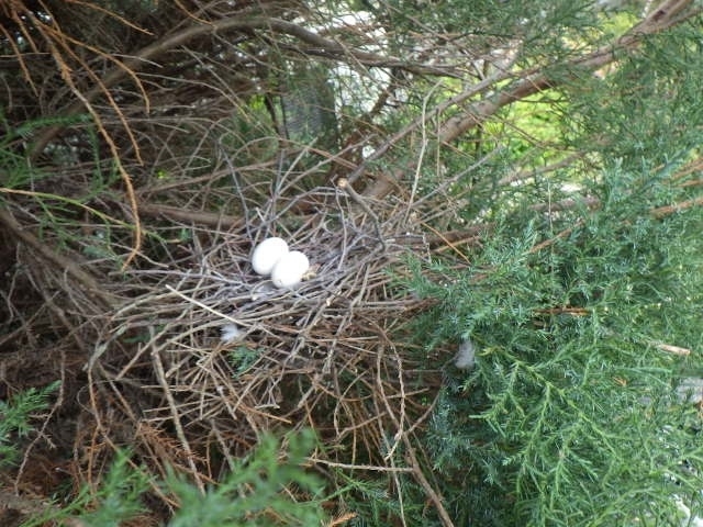 庭木にできた鳥の巣「鳥の巣の撤去」