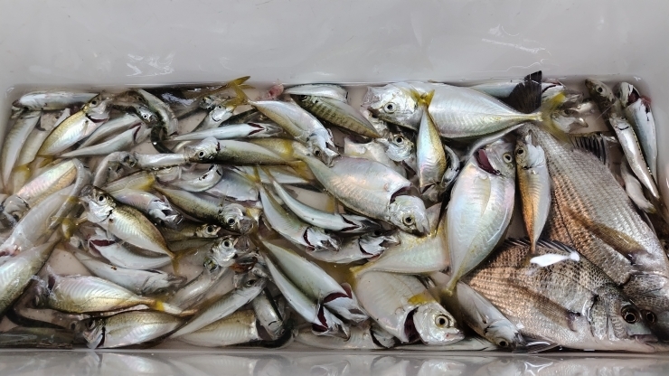 野島港での豆アジ釣果「先週までの釣り情報です！【宮崎市】【日南市】【釣り】【釣り情報】」