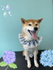 「Dog salon mofu mofu　余市町」