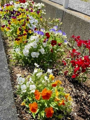 花壇のお花①「初夏のにこにこ😊　【白井市訪問介護・相談支援】」