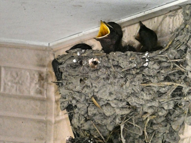 大きな口を開けて、餌をねだる雛たち「燕の雛が大きくなりました。」