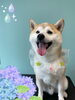 「Dog salon mofu mofu　余市町」