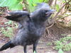 「新しい仲間が増えました！　飛べないカラスのガーコちゃん！！」