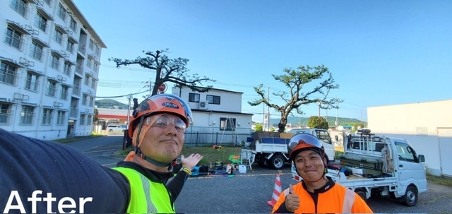 いつもサポートしてくれている植木屋仲間の上田さん「川西市加茂で桜の剪定をしました」