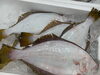 「鮮魚入荷致しました。[岩牡蠣は７月から販売致します。]」