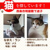 「迷い猫を探しています【西条市明屋敷】」
